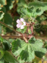 Fotografia da espécie Geranium rotundifolium