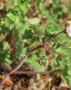 Fotografia 9 da espécie Geranium rotundifolium no Jardim Botânico UTAD