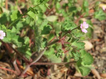 Fotografia da espécie Geranium rotundifolium