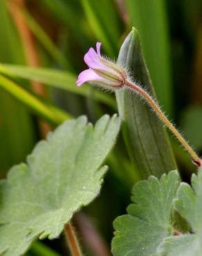 Fotografia 11 da espécie Geranium rotundifolium no Jardim Botânico UTAD