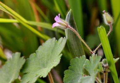 Fotografia da espécie Geranium rotundifolium