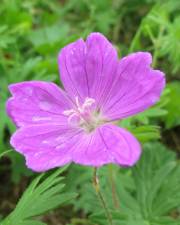 Fotografia da espécie Geranium sanguineum