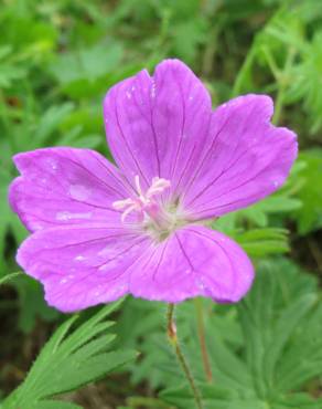 Fotografia 1 da espécie Geranium sanguineum no Jardim Botânico UTAD