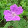 Fotografia 1 da espécie Geranium sanguineum do Jardim Botânico UTAD