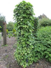 Fotografia da espécie Hedera hibernica