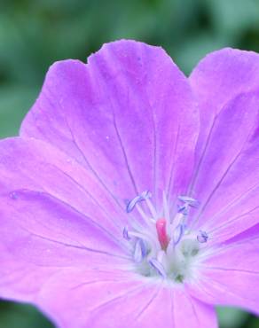 Fotografia 6 da espécie Geranium sanguineum no Jardim Botânico UTAD