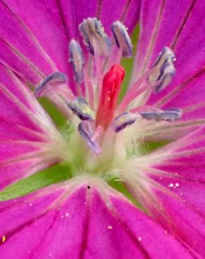 Fotografia 9 da espécie Geranium sanguineum no Jardim Botânico UTAD