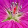 Fotografia 9 da espécie Geranium sanguineum do Jardim Botânico UTAD