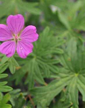 Fotografia 10 da espécie Geranium sanguineum no Jardim Botânico UTAD