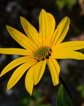 Fotografia 6 da espécie Helianthus tuberosus no Jardim Botânico UTAD