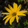 Fotografia 6 da espécie Helianthus tuberosus do Jardim Botânico UTAD