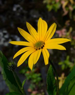 Fotografia 7 da espécie Helianthus tuberosus no Jardim Botânico UTAD