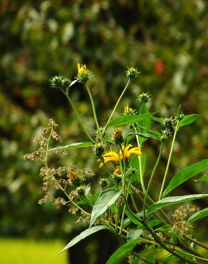 Fotografia 10 da espécie Helianthus tuberosus no Jardim Botânico UTAD