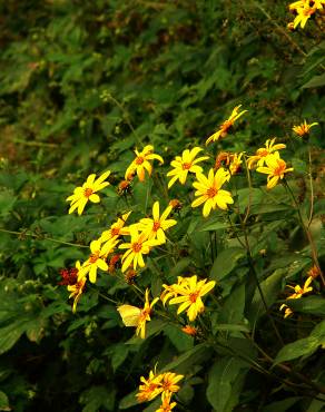 Fotografia 11 da espécie Helianthus tuberosus no Jardim Botânico UTAD