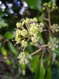 Fotografia da espécie Hedera hibernica