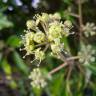 Fotografia 8 da espécie Hedera hibernica do Jardim Botânico UTAD