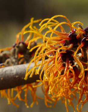 Fotografia 4 da espécie Hamamelis x intermedia no Jardim Botânico UTAD