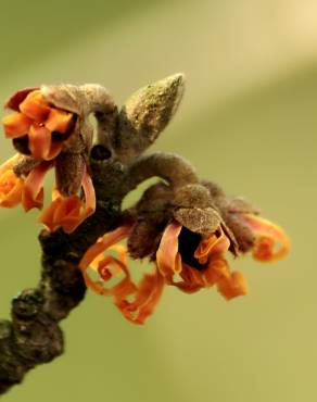 Fotografia 5 da espécie Hamamelis x intermedia no Jardim Botânico UTAD