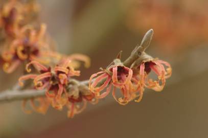 Fotografia da espécie Hamamelis x intermedia