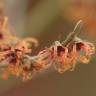 Fotografia 6 da espécie Hamamelis x intermedia do Jardim Botânico UTAD