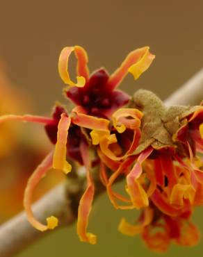 Fotografia 1 da espécie Hamamelis x intermedia no Jardim Botânico UTAD