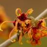 Fotografia 1 da espécie Hamamelis x intermedia do Jardim Botânico UTAD