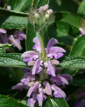 Fotografia 3 da espécie Phlomis herba-venti no Jardim Botânico UTAD