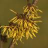 Fotografia 7 da espécie Hamamelis x intermedia do Jardim Botânico UTAD