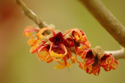 Fotografia da espécie Hamamelis x intermedia