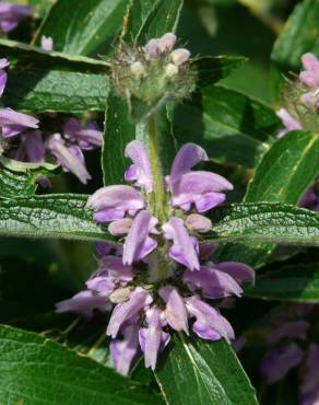 Fotografia 1 da espécie Phlomis herba-venti no Jardim Botânico UTAD