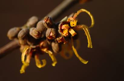 Fotografia da espécie Hamamelis x intermedia