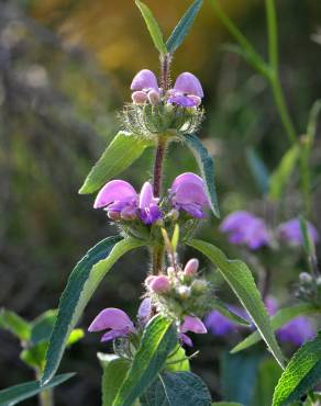 Fotografia 4 da espécie Phlomis herba-venti no Jardim Botânico UTAD