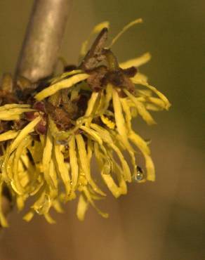 Fotografia 10 da espécie Hamamelis x intermedia no Jardim Botânico UTAD