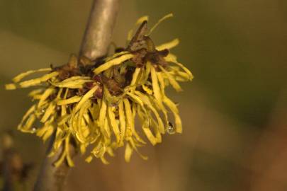 Fotografia da espécie Hamamelis x intermedia