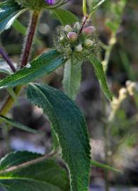 Fotografia da espécie Phlomis herba-venti