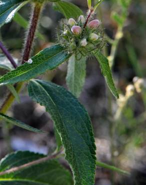 Fotografia 5 da espécie Phlomis herba-venti no Jardim Botânico UTAD