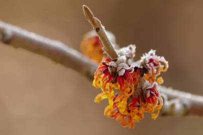 Fotografia da espécie Hamamelis x intermedia