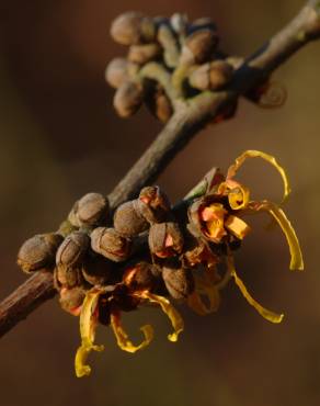 Fotografia 13 da espécie Hamamelis x intermedia no Jardim Botânico UTAD