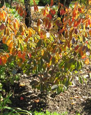 Fotografia 14 da espécie Hamamelis x intermedia no Jardim Botânico UTAD