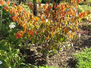 Fotografia da espécie Hamamelis x intermedia