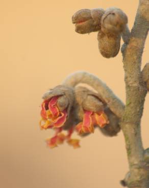 Fotografia 15 da espécie Hamamelis x intermedia no Jardim Botânico UTAD