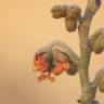 Fotografia 15 da espécie Hamamelis x intermedia do Jardim Botânico UTAD