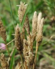 Fotografia da espécie Phleum arenarium