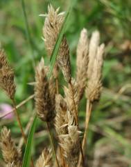 Phleum arenarium