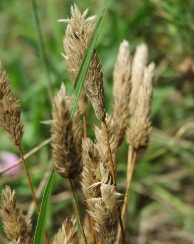 Fotografia de capa Phleum arenarium - do Jardim Botânico