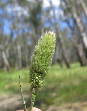 Fotografia 5 da espécie Phalaris paradoxa no Jardim Botânico UTAD