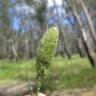 Fotografia 5 da espécie Phalaris paradoxa do Jardim Botânico UTAD