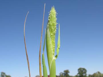 Fotografia da espécie Phalaris paradoxa