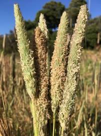 Fotografia da espécie Phalaris minor