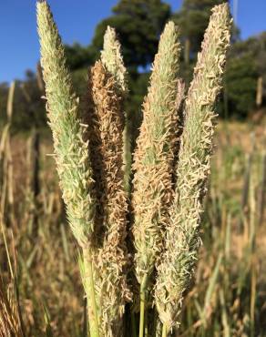 Fotografia 1 da espécie Phalaris minor no Jardim Botânico UTAD